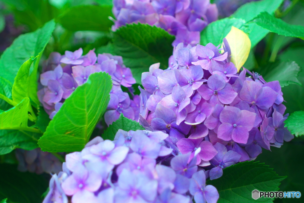 紫陽花②