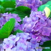 紫陽花②