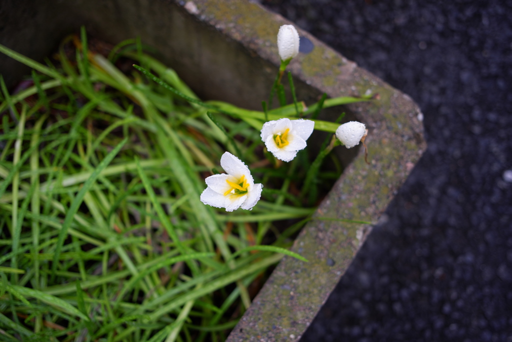 水滴と白い花