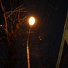 晩秋の街灯