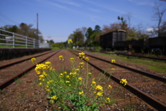 線路と菜の花
