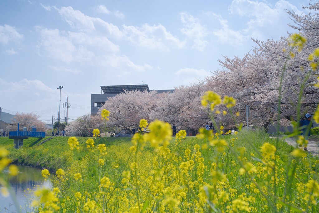 菜の花とさくら
