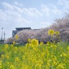 菜の花とさくら