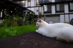 石の上にもニャン年