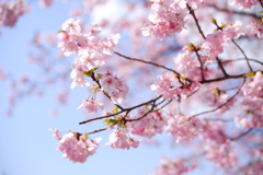 河津桜でレンズ遊び 〜CONTAX-G Biogon28F2.8〜