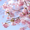 河津桜でレンズ遊び 〜CONTAX-G Biogon28F2.8〜