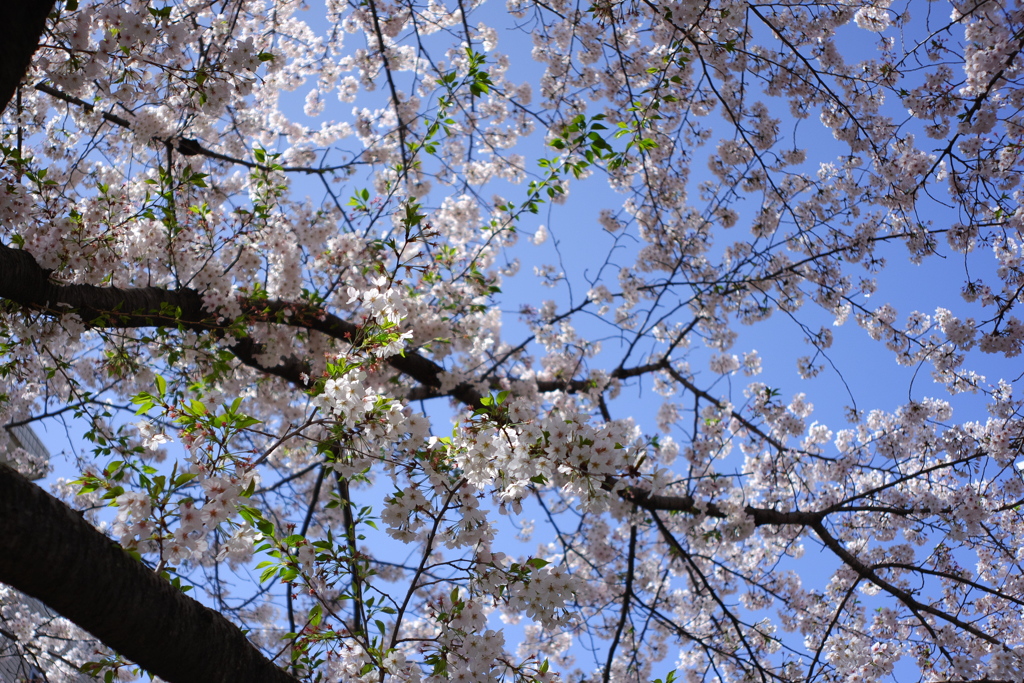 見上げる桜