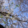 見上げる桜