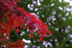 霧雨ともみじ