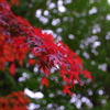 霧雨ともみじ