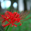 彼岸花