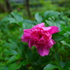 雨上がりの芍薬