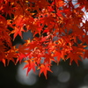 The 紅葉