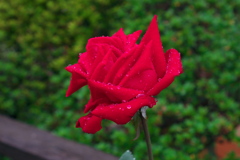 薔薇