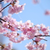 河津桜でレンズ遊び 〜Nokton35F1.2〜