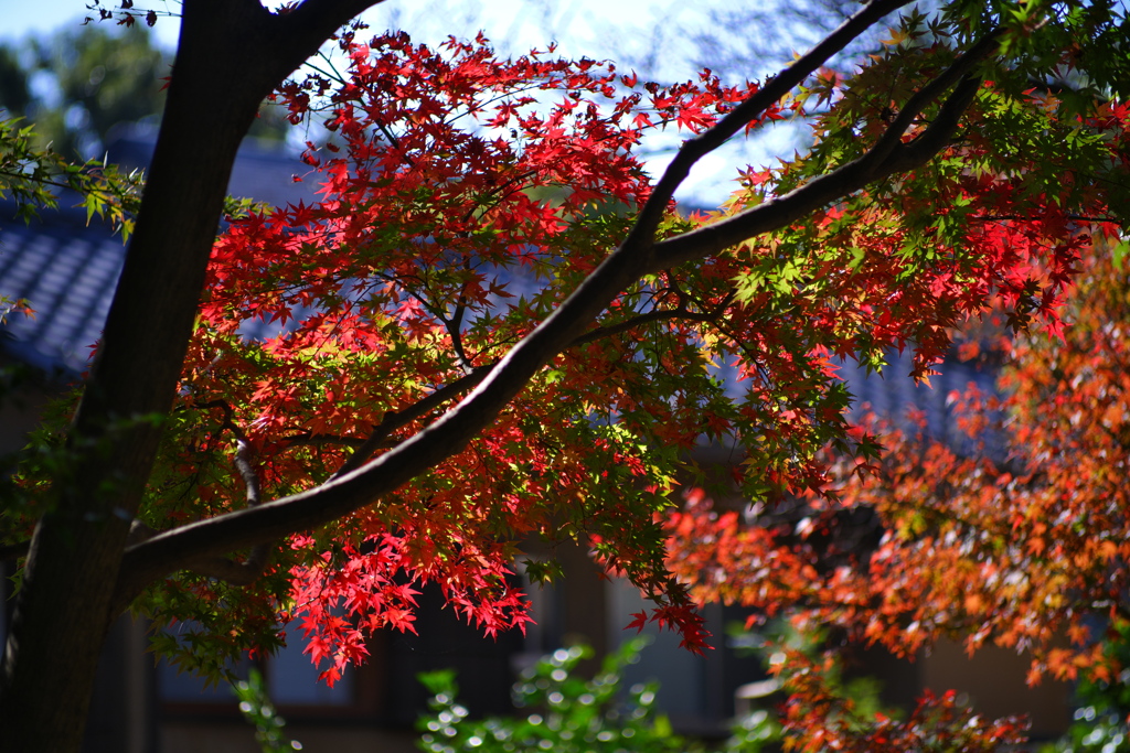 等々力渓谷にて ~日本庭園の紅葉~