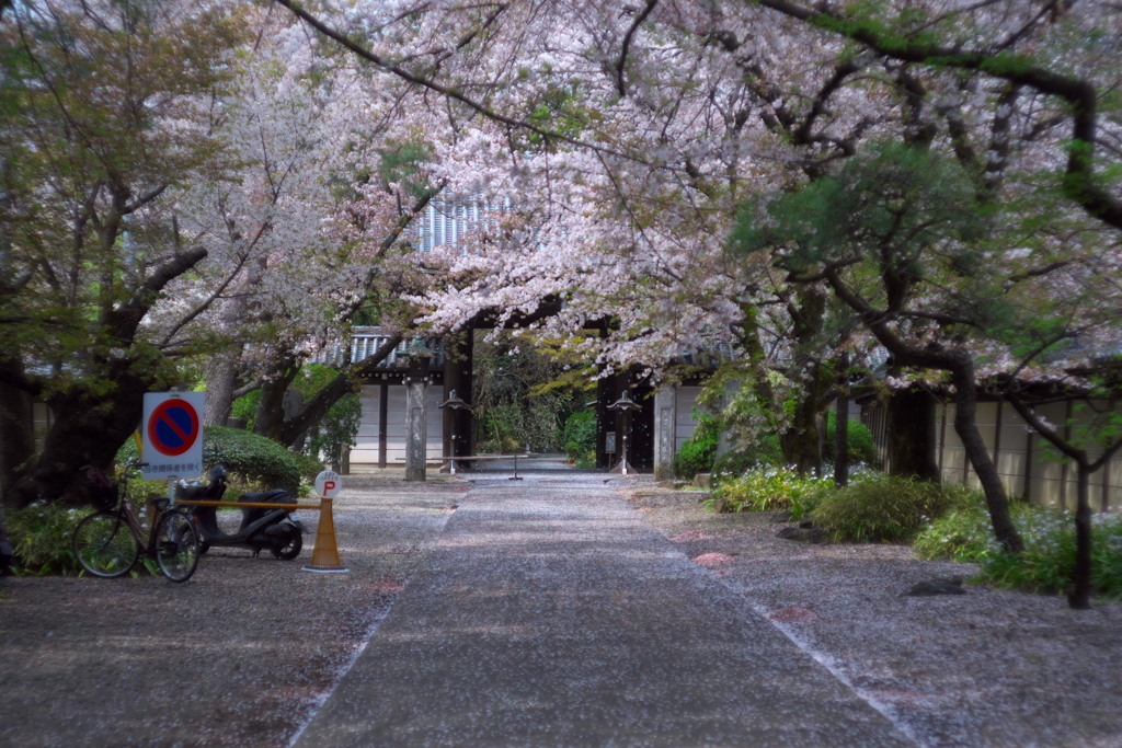 桜舞い散る参道