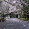 桜舞い散る参道