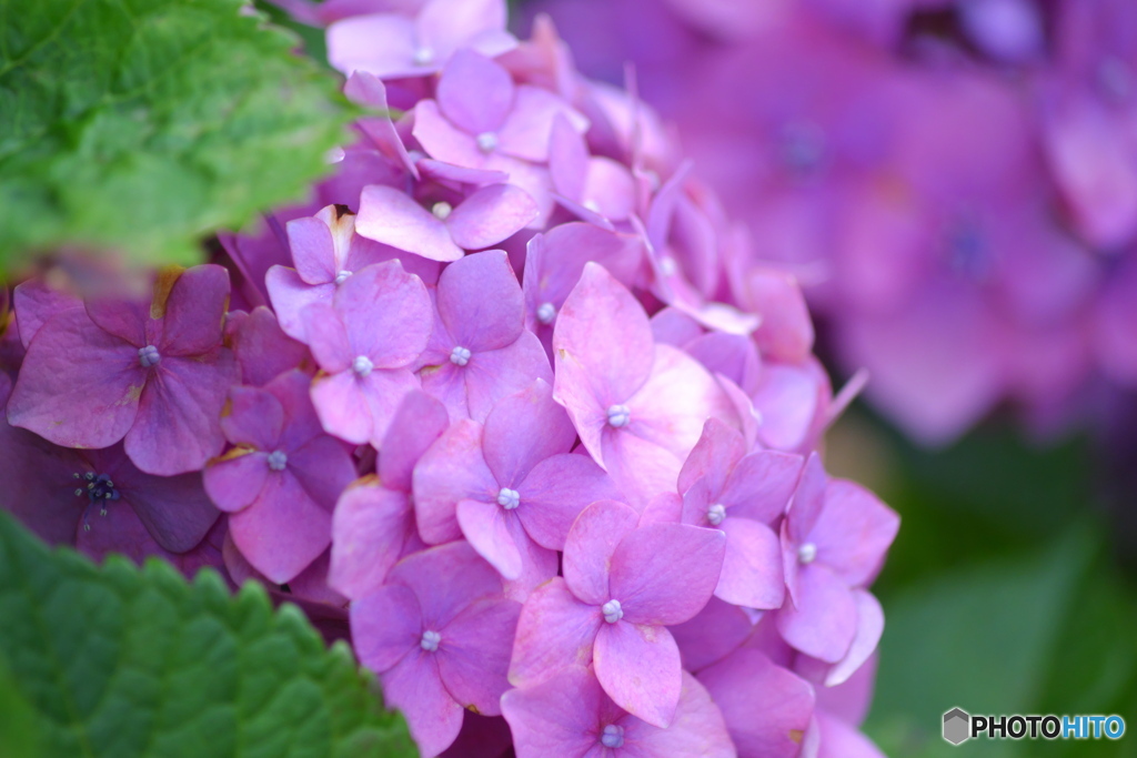 紫陽花