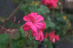 道端の花