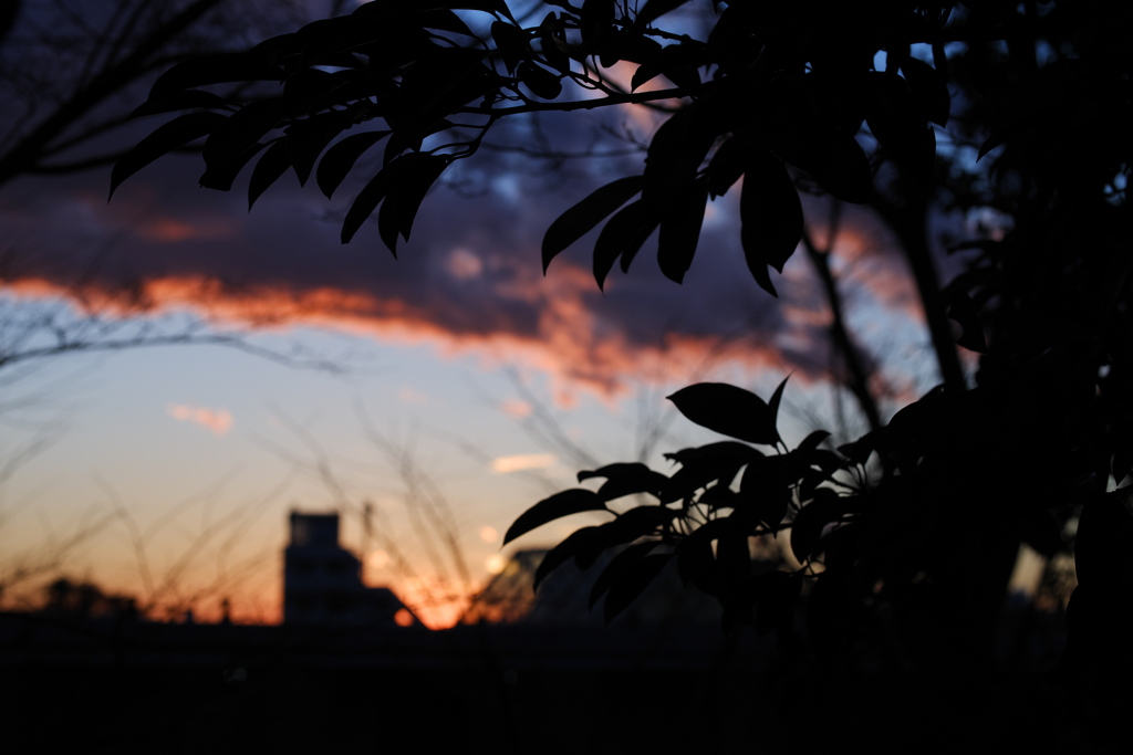 南天と夕暮れ