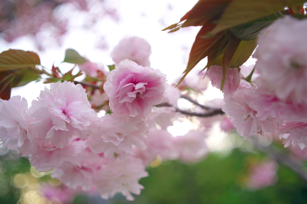 八重桜