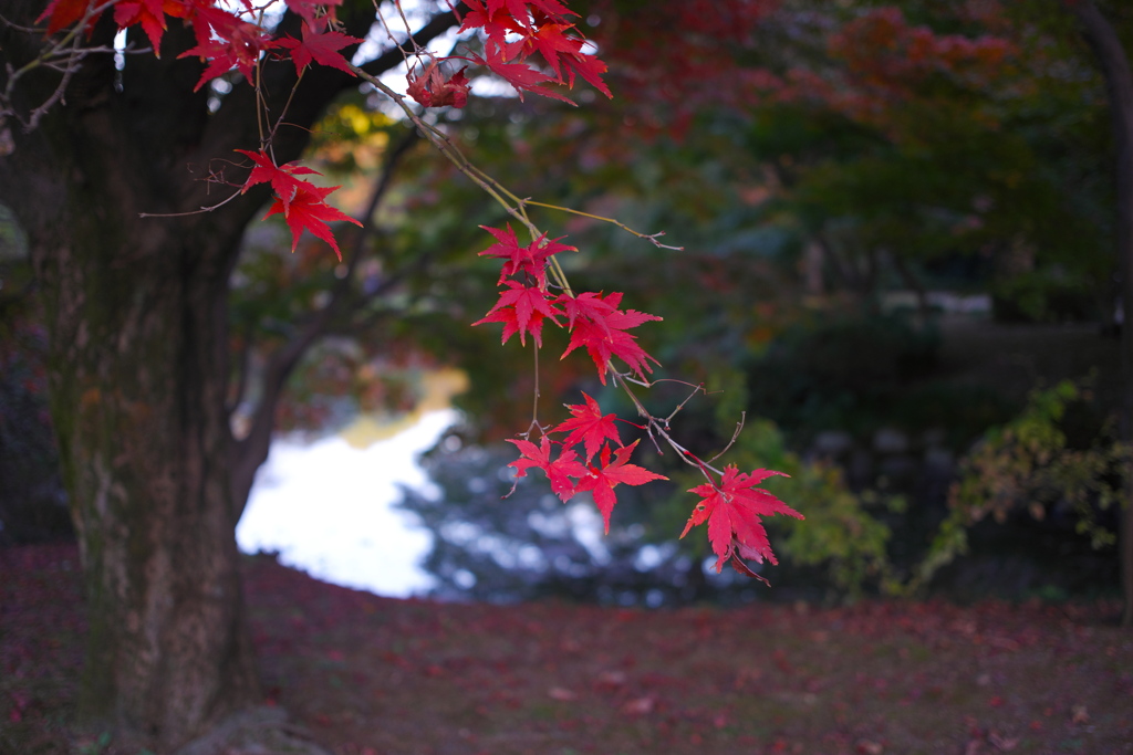 紅葉