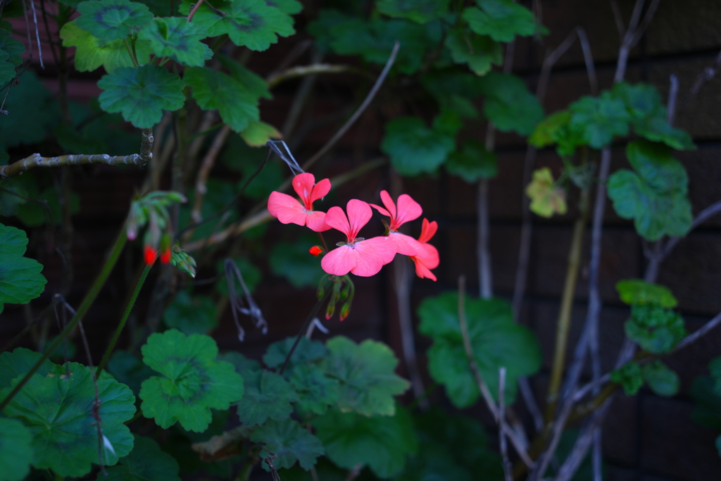 Pelargonium tongaense