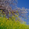 菜の花と桜と青空と