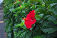 南国の花