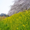 黒目川の春