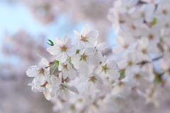 夕暮れの桜