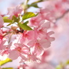 河津桜でレンズ遊び 〜CONTAX MakroPlanar60F2.8〜