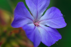 青い花