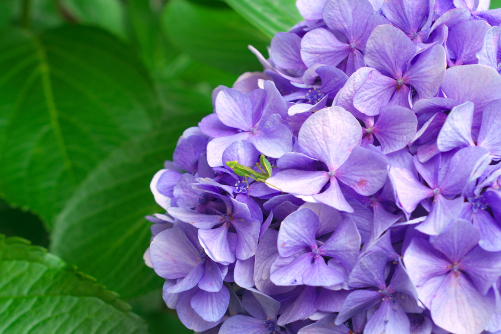 紫陽花と蟷螂