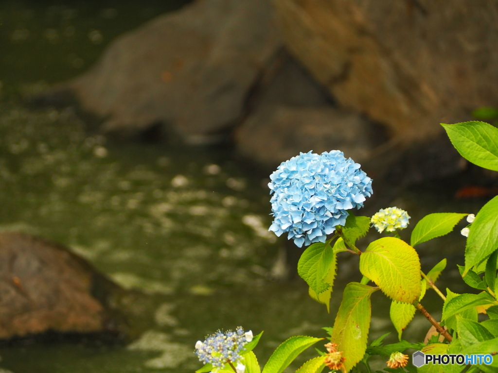 川沿いの紫陽花