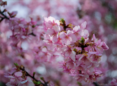 河津桜