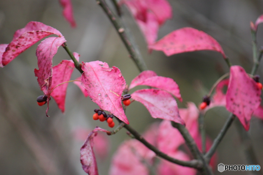 仁田峠　秋　紅葉
