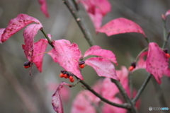 仁田峠　秋　紅葉