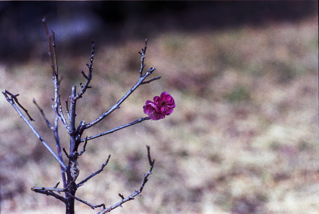 路傍の花