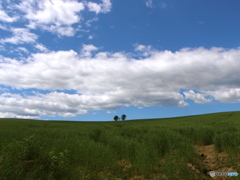 北海道　美瑛　親子の樹