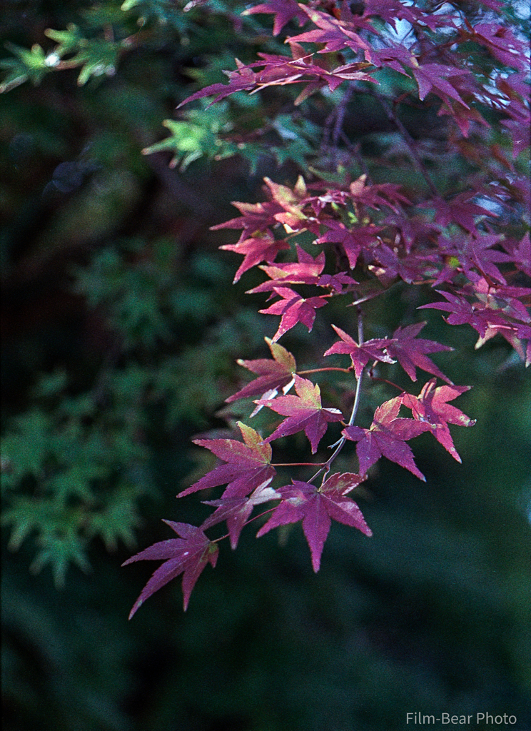 紅葉