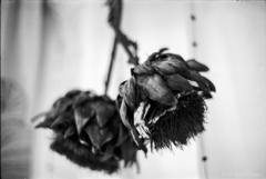 アーティチョーク