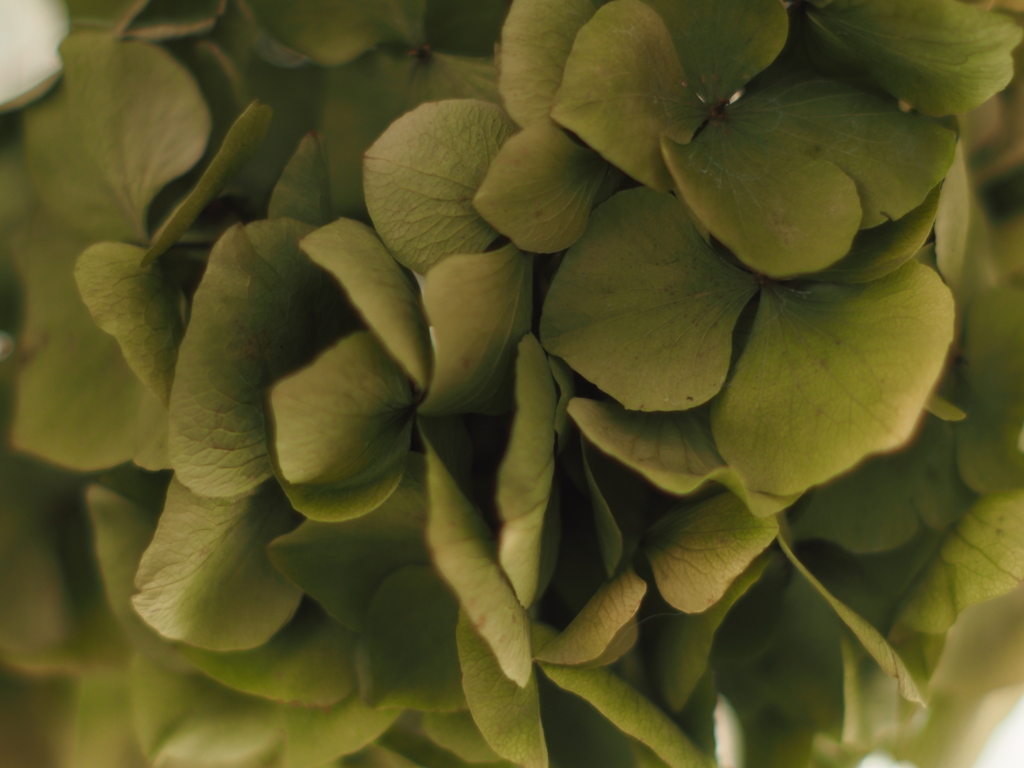 アジサイのドライフラワー