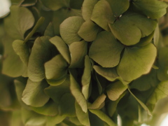 アジサイのドライフラワー