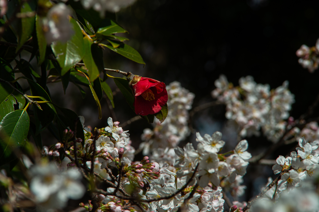 椿と桜