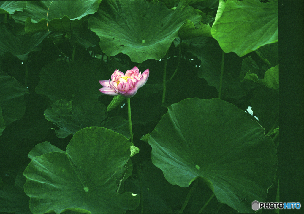 長崎 唐比ハス園2