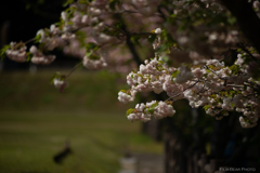 八重桜