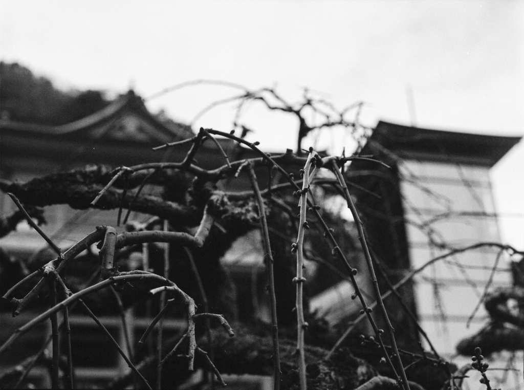 梅