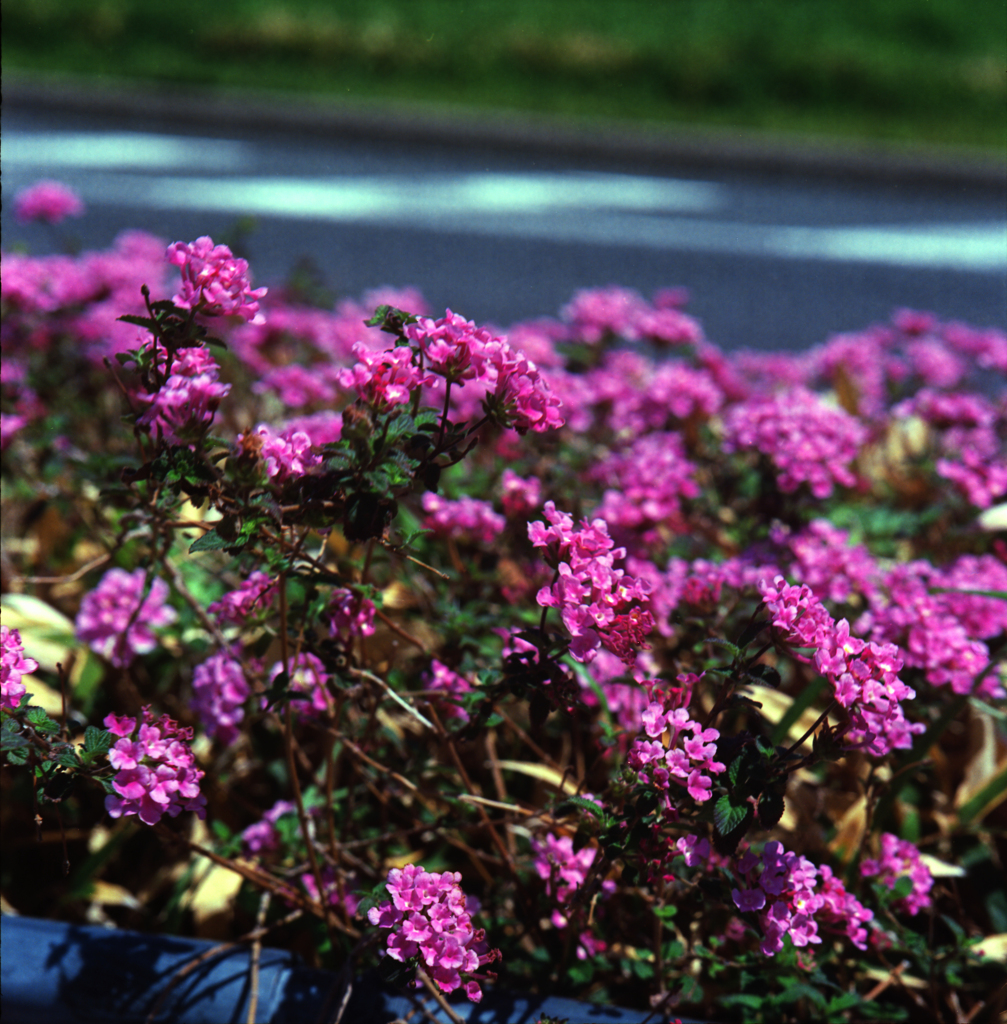 路傍の花